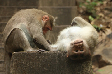 Monkey macaque sitting on the ground