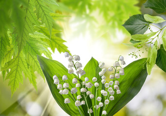 beautiful white lily of the valley flowers on a green abstract background