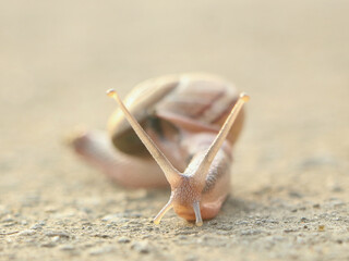 snail on the ground