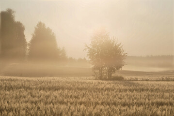Background of sun over fog and mist grass and trees, light tones