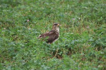 predatory bird in the grass
