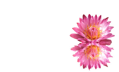 Pink lotus flower with white background, space for text, beautiful nature advertising banner.