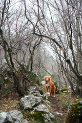 Red dog in a foggy mystical forest. Nova Scotia duck tolling retriever in nature. Hiking with a pet. forest fairy tale