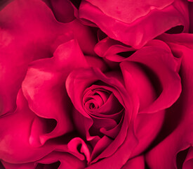 Background of red roses. Macro flowers backdrop for holiday design