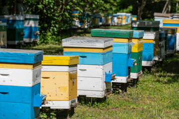 Fototapeta na wymiar Many set of wooden beehive in the spring garden in the apiary to collect honey. Row of colorful beehives on a small enclosed area