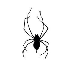 Urban style graffiti spider sprayed with leak and splashes. Vector hand drawn textured illustration on white background for banner, decoration, tatoo, street art, halloween eps 10