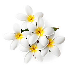 Fototapeta na wymiar Frangipani (plumeria) flowers isolated on white created with Generative AI