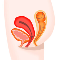 女性の膀胱・子宮・直腸の断面図