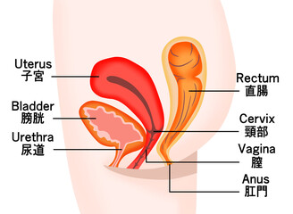 女性の膀胱・子宮・直腸の断面図 - obrazy, fototapety, plakaty