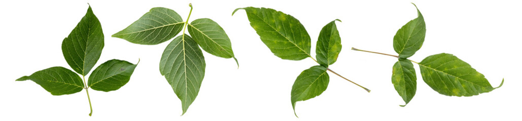 Maple lives  isolated on transparent background.