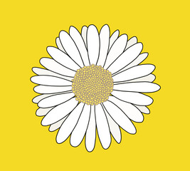 Daisy flower illustration on yellow background , 노란배경의 데이지 꽃 일러스트