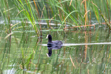 water bird Eurasian coot, Fulica atra on pond with spring green reflection. Czech Republic, Europe Wildlife