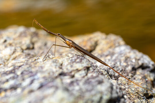 Water Stick Insect - Ranatra linearis is a species of aquatic bug in the Nepidae family. Czech Republic wildlife