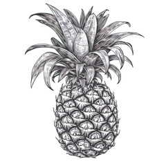 Obraz premium pineapple vector illustration engraving isolated on wh