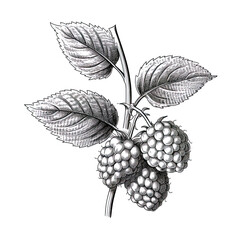 raspberry vector illustration engraving isolated on wh