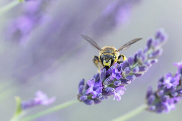 European wool carder bee Anthdium manicatum foraging on lavender