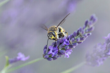 European wool carder bee Anthdium manicatum foraging on lavender