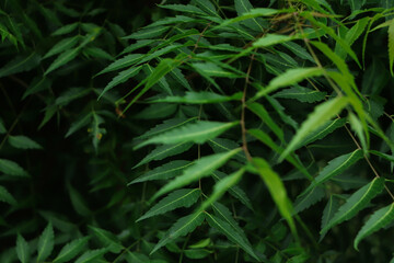 Azadirachta indica - A branch of neem tree leaves. Natural Medicine.