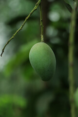 Green fresh mango hanging on tree at fruit garden
