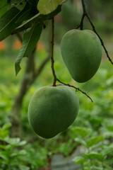 Green fresh mango hanging on tree at fruit garden