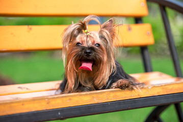 Yorkshire terrier dog lying on a park bench in summer on a hot sunny day