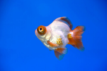 Beautiful Aquarium Fish on blue background