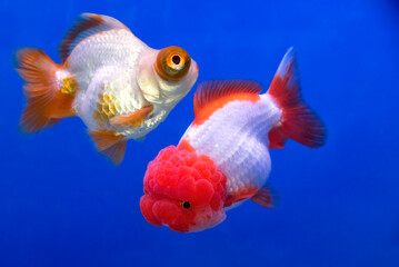 Beautiful Aquarium Fish on blue background