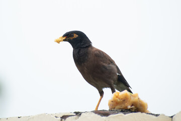 Common myna eating food