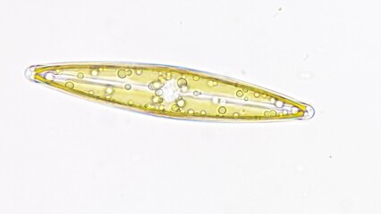 Freshwater diatom, Frustulia sp. Collected from the pond. Live cell. Selective focus