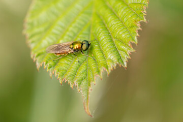 Stratiomyidae Broad centurion Chloromya formosa sitting on a leaf
