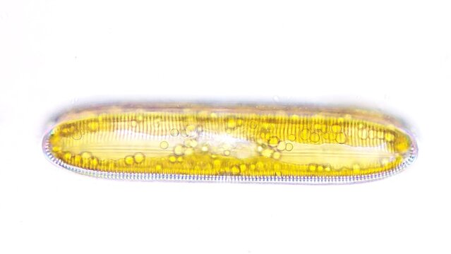 Freshwater diatom, Pinnularia sp. Live cell. Selective focus image
