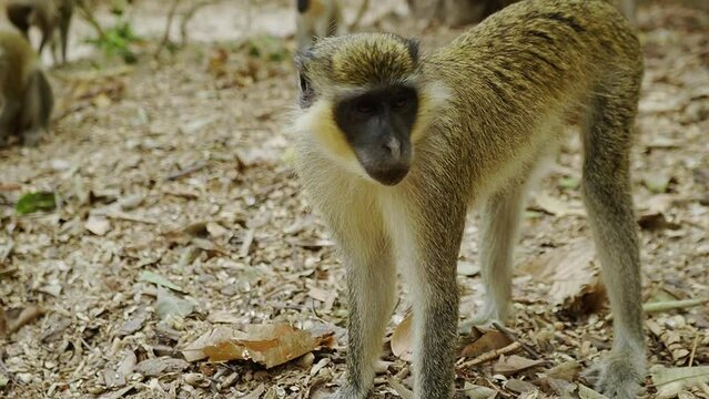 Group of small inteligent Sabaeus monkeys in west african monkey park.
