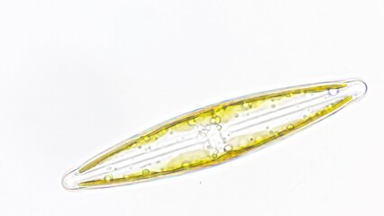 Freshwater diatom, Frustulia sp. Collected from the pond. Live cell. Selective focus