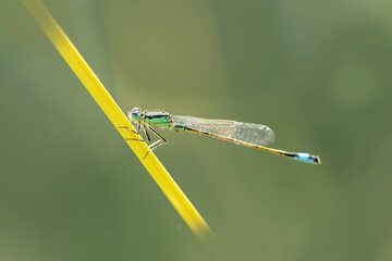 Coenagrionidae blue-tailed damselfly or common bluetail Ischnura elegans sitting on grass