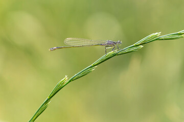 Coenagrionidae blue-tailed damselfly or common bluetail Ischnura elegans sitting on grass