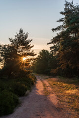 Obraz premium sunrise in the heath