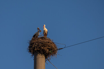 storks in the nest