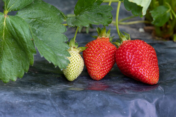 Ripe strawberries in the farmer's garden. Strawberry farm. Beautiful ripe berries.