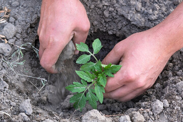 Men's hands plant a young tomato seedling in the garden. Planting tomato plants in the open ground