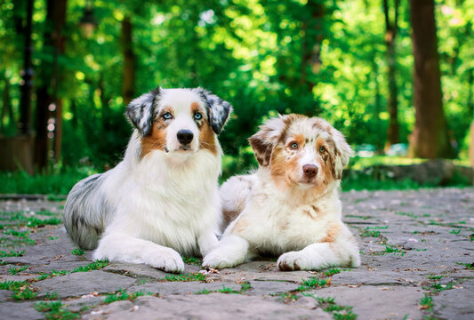 Two Aussie Australian Shepherd dogs lie on the cobblestones in the park. My puppies are eight and four months old. They are tricolor. The photo is blurred