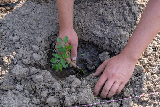 Men's hands plant a young tomato seedling in the garden. Planting tomato plants in the open ground