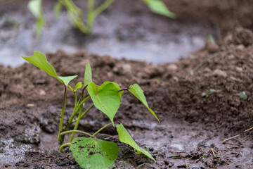 Planting sweet potato seedlings in the garden. Young sweet potato seedlings in moist soil.