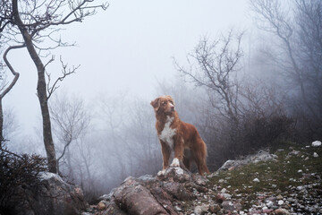 Red dog in a foggy mystical forest. Nova Scotia duck tolling retriever in nature. Hiking with a...