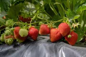 Ripe red strawberry berry in the garden. Strawberry bushes with ripe berries.