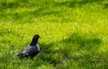 An ordinary city bird walks on a green lawn. Beautiful natural green background