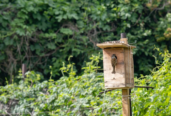 Portrait of a sparrow with caterpillars in its mouth. A sparrow brought food for the chicks to the bird house. A house for small birds in the garden.