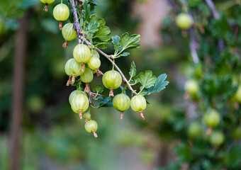 Green gooseberry berries on prickly shrub branches. A healthy and delicious berry in the garden.