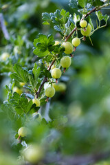 Green gooseberry berries on prickly shrub branches. A healthy and delicious berry in the garden.