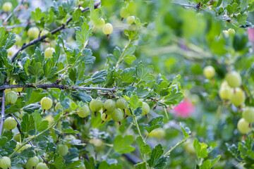 Green gooseberry berries on prickly shrub branches. A healthy and delicious berry in the garden.