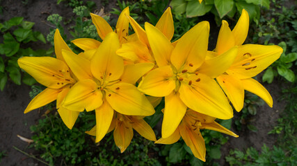 Many yellow hybrids lilies 'Yellow' growing outdoors in the garden
